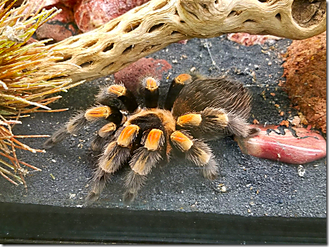 Reptile Gardens Tarantula 2