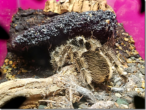 Reptile Gardens Tarantula 3