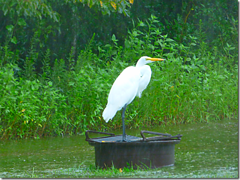 Harvey Lake Conroe Egret