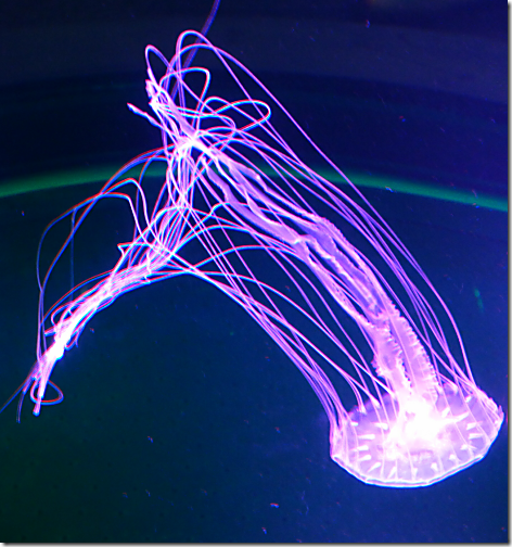 Aquarium Jellies 2