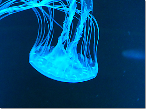 Aquarium Jellies