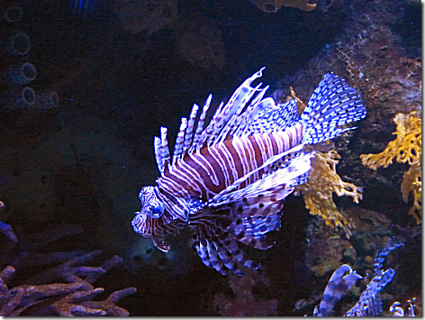 Aquarium - Lionfish
