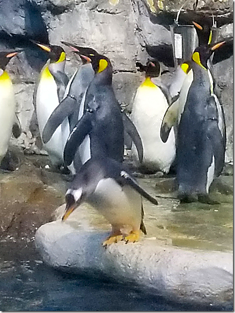 Aquarium - Penguins 2