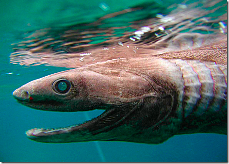 Frilled Shark 2