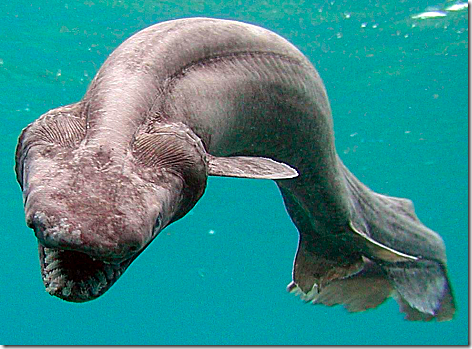 Frilled Shark