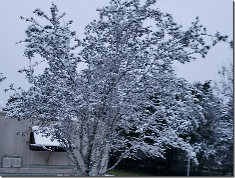 Snow on Tree