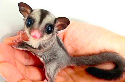 Sugar Glider 1