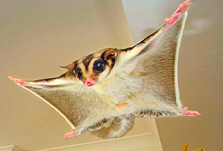 Sugar Glider 2