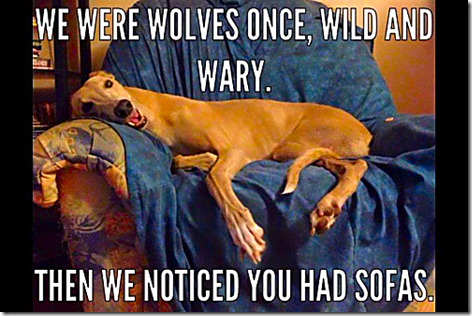 We Were Wolves Once