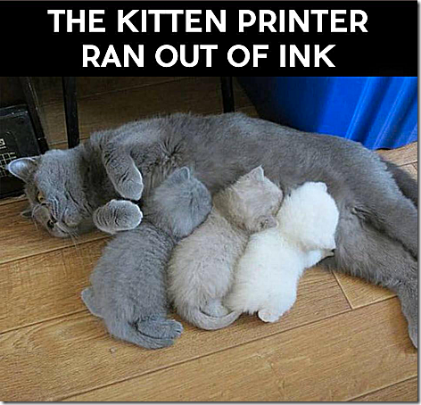 Kitten Printer