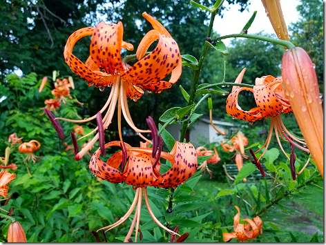 Anna Jean's Tiger Lilies