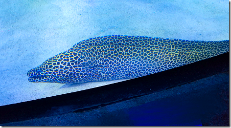 Kemah Aquarium Moray Eel