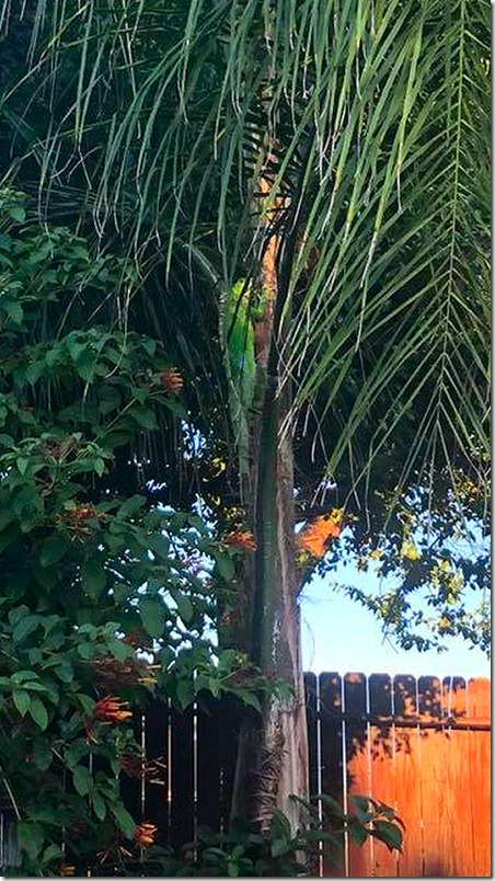 Lizard at Brandi's 2