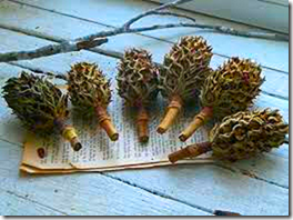 Magnolia Tree Seed Pods