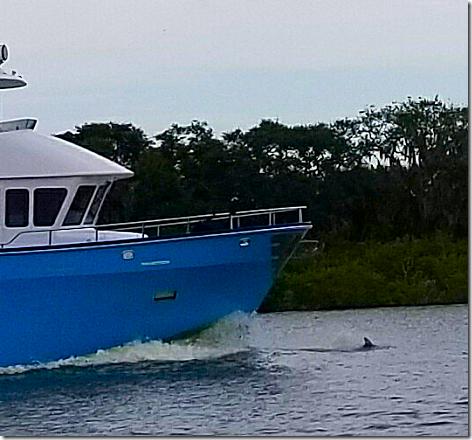 Nick Boat Porpoise