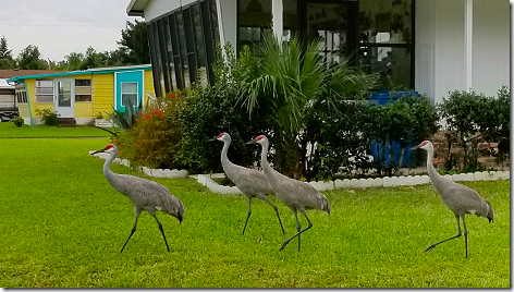 Nick Sandhill Cranes