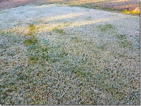 Grass Freeze Jan 2019 - 1