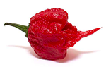 Carolina_Reaper_Header