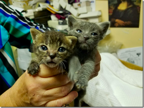Jennfier's Kittens