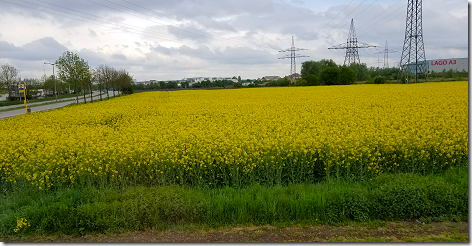 Regensburg Mustard