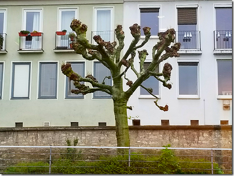 Wurzburg Burled Tree