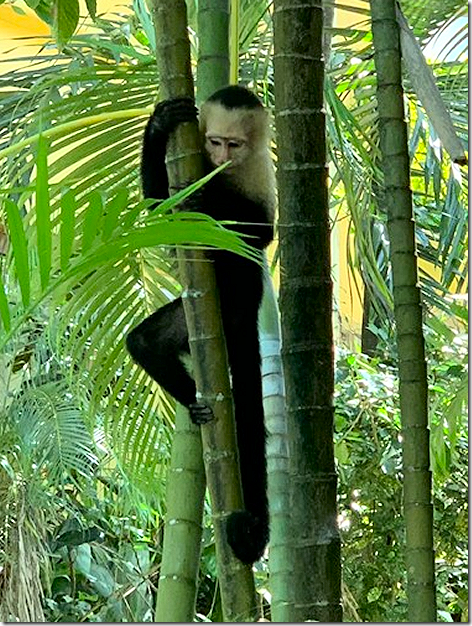 Costa Rica Animals - Monkey
