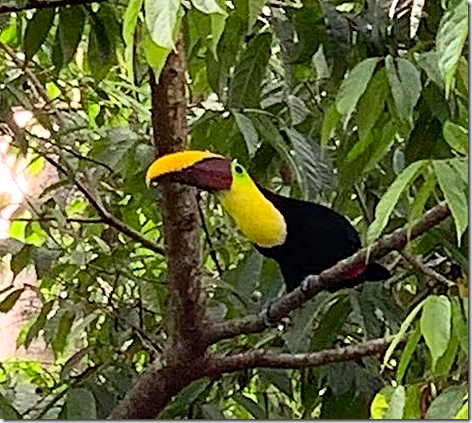 Costa Rica Animals - Toucan