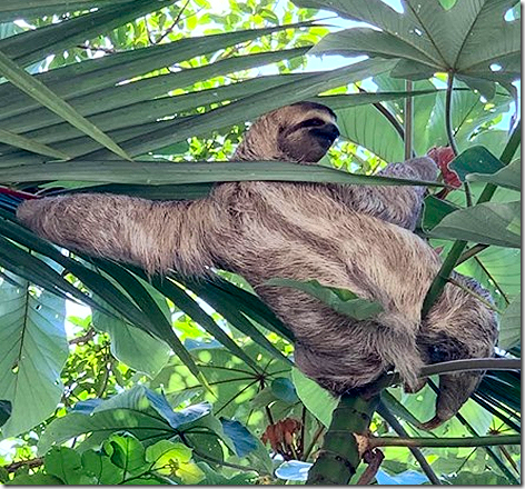 Costa Rica Animals - Tree Sloth