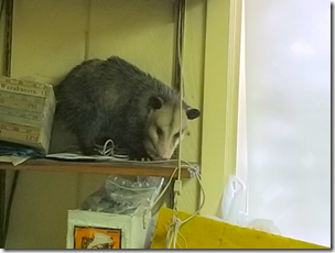 TESOpossum