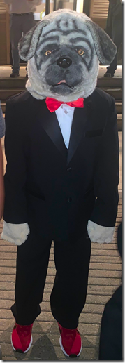 Landon Halloween Pug Costume 2019