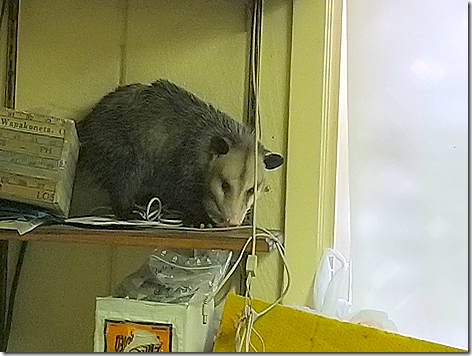 TESOpossum