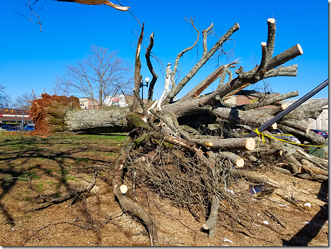 Limestone County Court House Tree