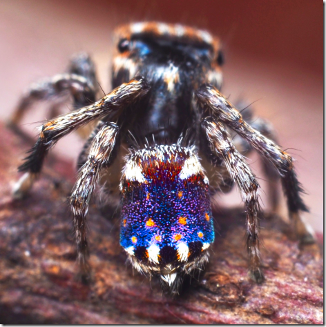 Starry Night Peacock Spider