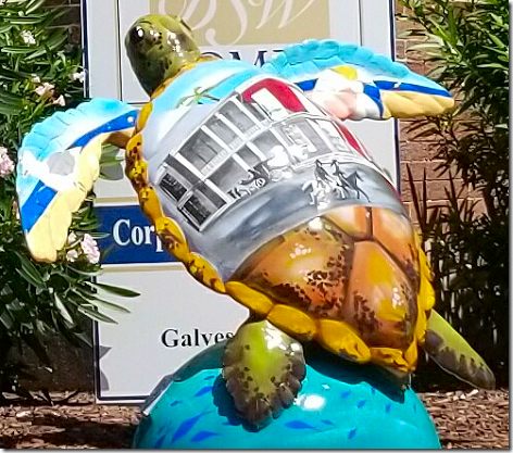 Galveston Turtle 3