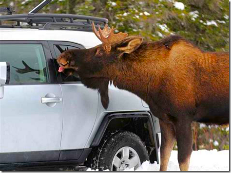 Moose Licking 3