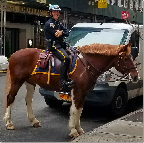 NYC 201912010 Police Horse