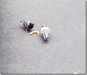 NYC 20191206 Feeding Pigeons