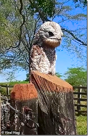 Rare Great Potoo Bird in Colombia