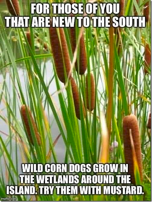 Wild Corn Dogs