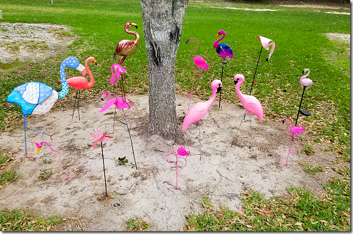 Flamingo Flamboyance 1