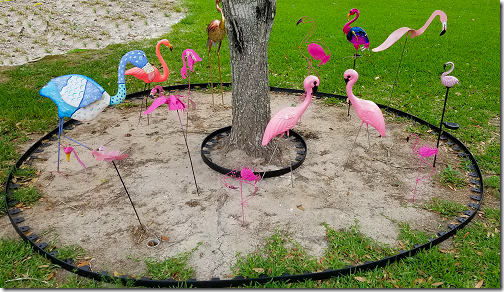 Flamingo Flamboyance 2