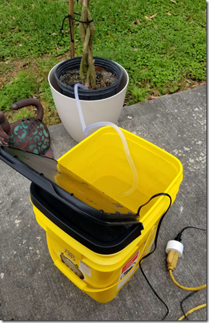 Hibiscus Watering Setup