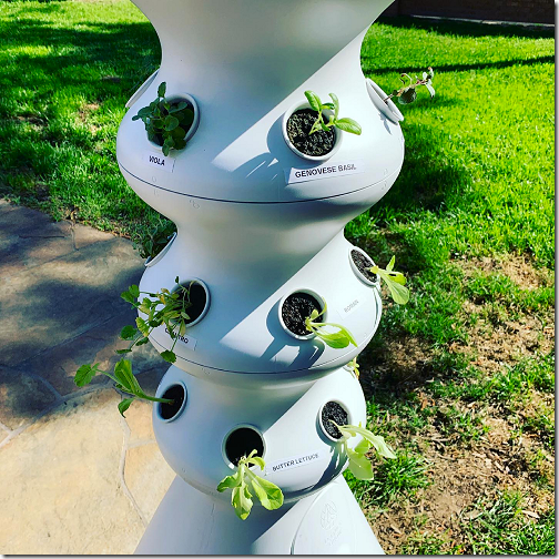 Brandi's Hydroponic 1