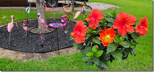 Flamingos and Hibiscus