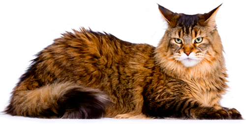 Maine Coon