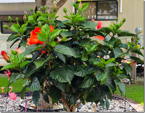 Hibiscus Buds