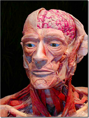 Body Worlds