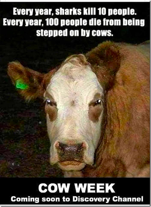 Cow Week