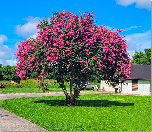 Crepe Myrtle 1