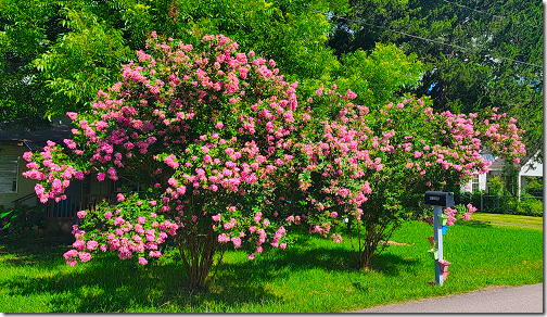 Crepe Myrtle 2